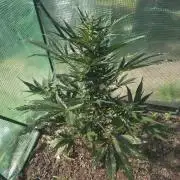 Killer Haze Auto - Outdoor