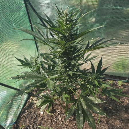 Killer Haze Auto - Outdoor