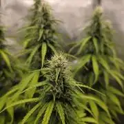 Pandora Auto - Paradise Seeds