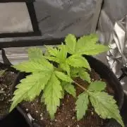 Pandora Auto - Paradise Seeds