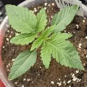 Trop Cherry Gas - Relentlless