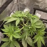 Trop Cherry Gas  - Relentlless