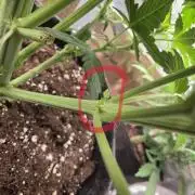 Strawberry Kiss - Mephisto Genetics