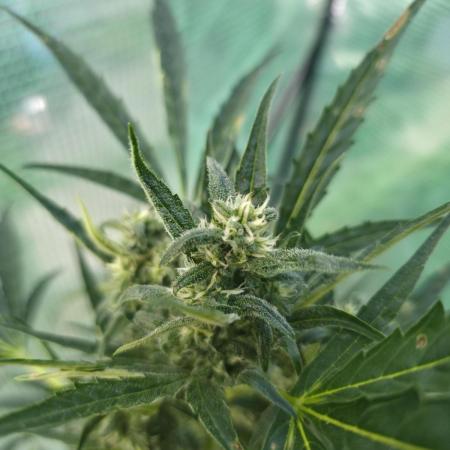 2nd Try Outdoor - Brutalis Auto