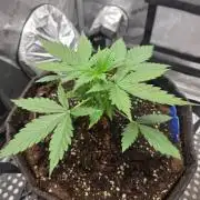 Ken´s Original Grand Daddy Purp (fem.)