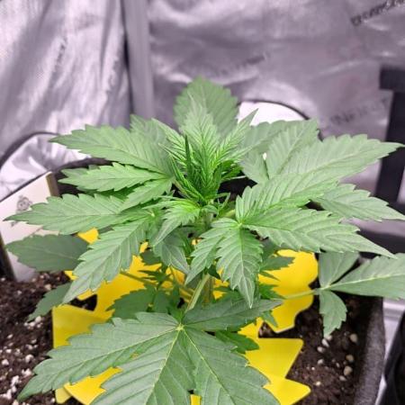 Auto Big Demon - Divine Seeds Contest