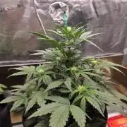 Strawberry Kiss - Mephisto Genetics