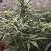 Amnesia Bilbo Auto - Genehtik
