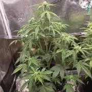 Slamberry - Speedrun Seeds