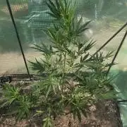 2nd Try Outdoor - Brutalis Auto