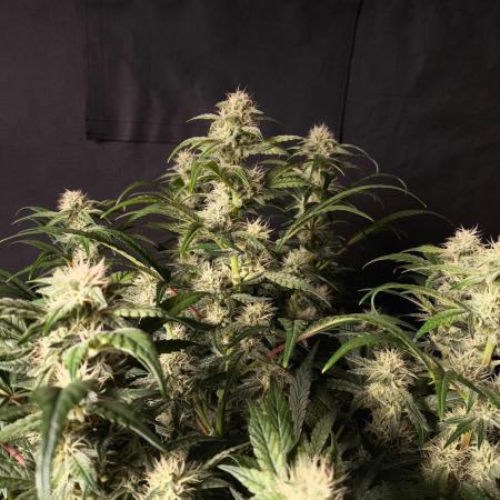 Strawberry Cheesecake Auto - HSC