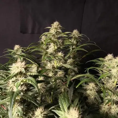Strawberry Cheesecake Auto - HSC