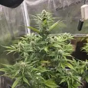 Slamberry - Speedrun Seeds