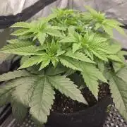 Trop Cherry Gas  - Relentlless