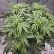 Orange Creampop - HSC