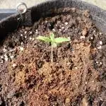 Pandora Auto - Paradise Seeds