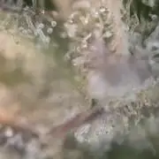 Slamberry - Speedrun Seeds