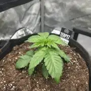 Wizard Trees - Studio Cherry