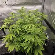 Pandora Auto - Paradise Seeds