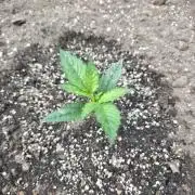 2nd Try Outdoor - Brutalis Auto