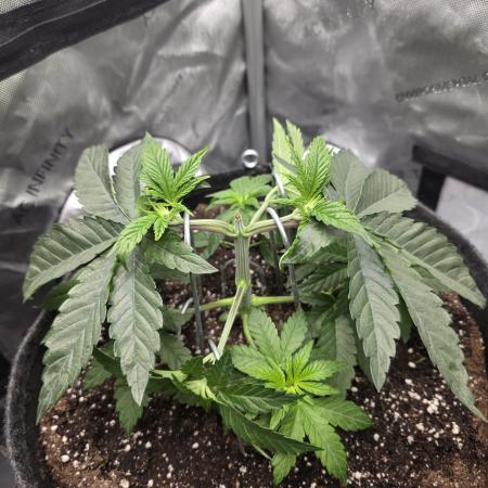 Wizard Trees - Studio Cherry