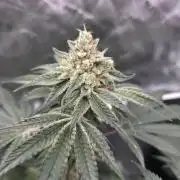 Orange Creampop - HSC