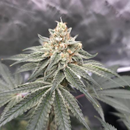 Orange Creampop - HSC