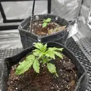 Pandora Auto - Paradise Seeds
