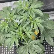 Pure Michigan Auto