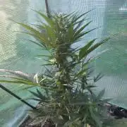 Killer Haze Auto - Outdoor