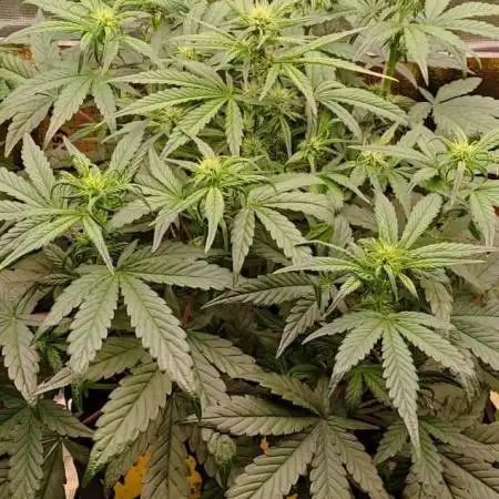 Strawberry Cheesecake Auto - HSC