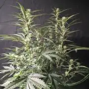 Pure Michigan Auto
