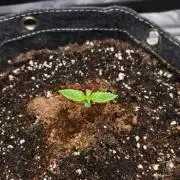 Slamberry - Speedrun Seeds