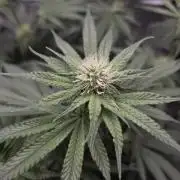 Orange Creampop - HSC