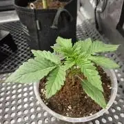 Trop Cherry Gas  - Relentlless