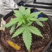 Ken´s Original Grand Daddy Purp (fem.)