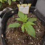 Slamberry - Speedrun Seeds