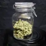 Auto Big Demon - Divine Seeds Contest