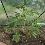 2nd Try Outdoor - Brutalis Auto
