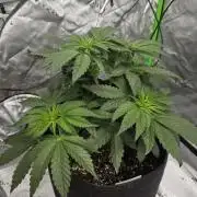 Wizard Trees - Studio Cherry