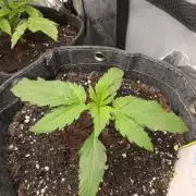 Slamberry - Speedrun Seeds