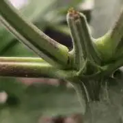 Wizard Trees - Studio Cherry