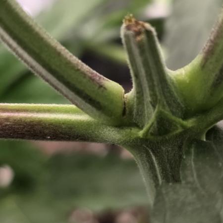 Wizard Trees - Studio Cherry