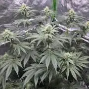Orange Creampop - HSC