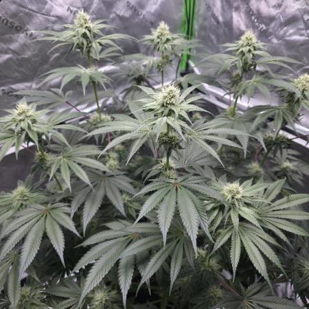 Orange Creampop - HSC
