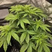 Pandora Auto - Paradise Seeds