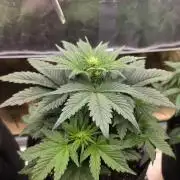 Strawberry Kiss - Mephisto Genetics