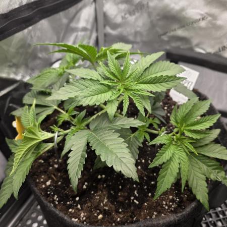 Trop Cherry Gas  - Relentlless