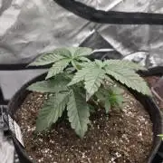 Wizard Trees - Studio Cherry