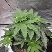 Wizard Trees - Studio Cherry